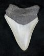 Bargain, Serrated Megalodon Tooth - North Carolina #20710-1